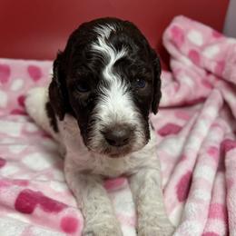 Calypso - Parti male Labradoodle puppy in Ellenwood, Georgia from Four Paws Down