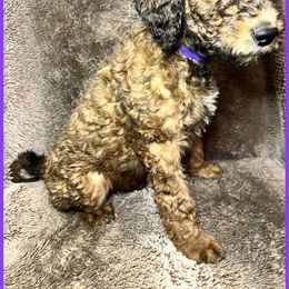Goldendoodle Puppies from Roch Dog Ranch