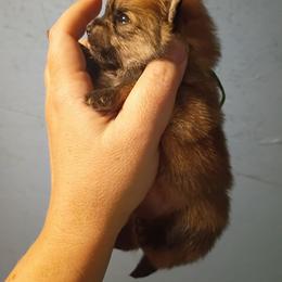 Green collar boy - Orange sable male Pomeranian puppy in Parthenon, Arkansas from Michelle's Poms