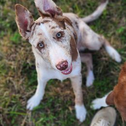 Border Collie Puppies from C Horns Ranch Border Collies