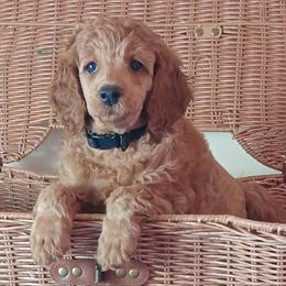 Reginald Majestic Embrace Medium Import Line - Apricot male Poodle puppy in Licking, Missouri from Majestic Embrace Poodles