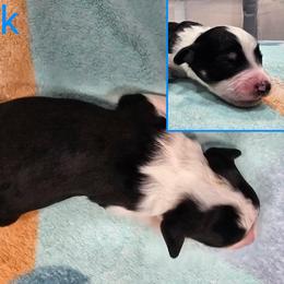 Aussiedoodle - Black and white male Aussiedoodle puppy in Morganton, North Carolina from David Shields