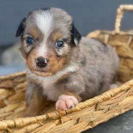 Light green - Blue merle male Miniature Australian Shepherd puppy in 32046, Florida from River Hill Ranch