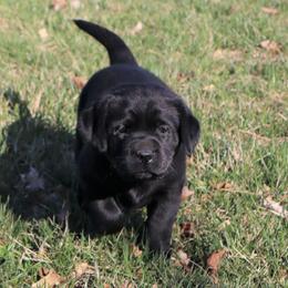 Fern - Black female Labrador Retriever puppy in Camden, Indiana from Camden's Caring Canines