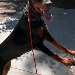Boston Terriers and Doberman Pinschers from Diamonds In The Ruff Boston Terriers & Dobermans