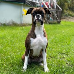 Athena - Boxer