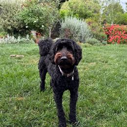 Rosie - Goldendoodle