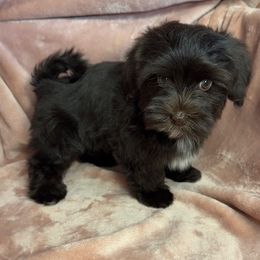Hershey - Chocolate female Havanese puppy in Maryville, Missouri from Dreamworks Havanese