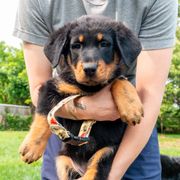 Artemis - Black and rust female Beauceron puppy in Maryland from Feu Eternel Beaucerons