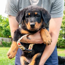 Artemis - Black and rust female Beauceron puppy in Maryland from Feu Eternel Beaucerons