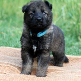 German Shepherd Puppies from Vom Anfang German Shepherds