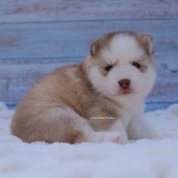 Phoenix - Red and white male Pomsky puppy in Loxahatchee, Florida from Cardinal Point Pomskies