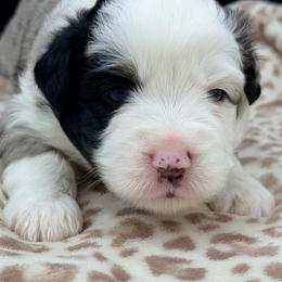 Boy 2 - Blue merle male Miniature Australian Shepherd puppy in Arcadia, Indiana from Sunset Cowgirl Mini Aussies