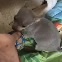 Chihuahua Puppies from Chi Storks Chihuahuas