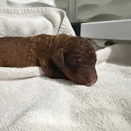 Blue - Phantom male Poodle puppy in Troy, Alabama from Redmond Rose Kennel