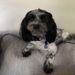 Cookie - Coton de Tulear