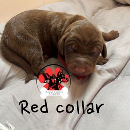 Red Collar - Red and rust male Doberman Pinscher puppy in Canton, Ohio from Aaliyah’s Dobies