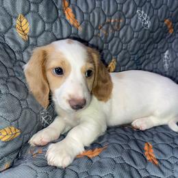 Boy3 - Piebald male Dachshund puppy in Stockton, California from Royalty Weenies