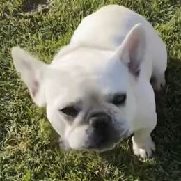 French Bulldogs from Royal Reign Kennel