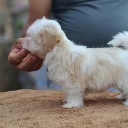 Cavachon, Cavalier King Charles Spaniel, Cavapoo, and Havanese Puppies from Peaks Pups & Cavachon Love Chocolate Cavaliers, Cavaliers, Cavachon’s, Cavapoos & Havanese