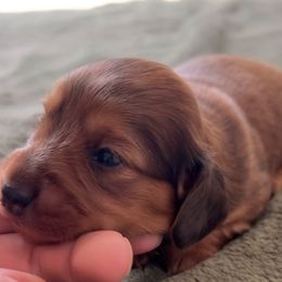 Dachshund Puppies from Lil Sausage Co