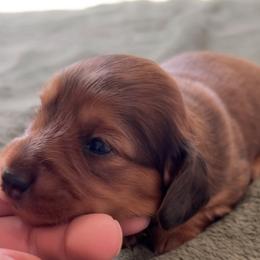 Dachshund Puppies from Lil Sausage Co
