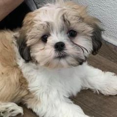 Shichons from Mad Hatter Farm