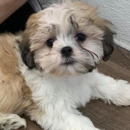 Shichons from Mad Hatter Farm