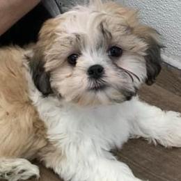 Shichons from Mad Hatter Farm