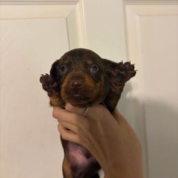 Crunch - Chocolate and tan male Dachshund puppy in Conroe, Texas from R&M Dachshunds