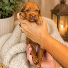 Lizzy - Apricot female Cavapoo puppy in Yuciapa, California from AlltheDoodlez_