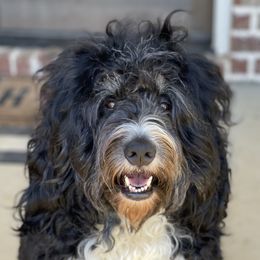 Luna - Bernedoodle