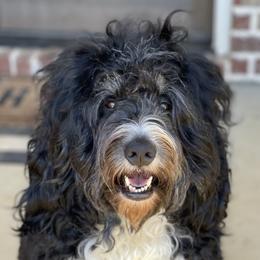 Luna - Bernedoodle