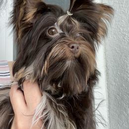 Lula lay - Chocolate, tan and white female Yorkshire Terrier puppy in Fort Myers, Florida from Katherine’s Yorkies and Poodles