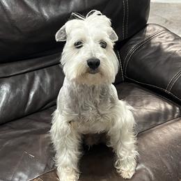 Zeus - Miniature Schnauzer