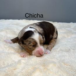 Chi Cha - Chocolate merle female Bernedoodle puppy in New Ringgold, Pennsylvania from Hawk Mountain Doodles