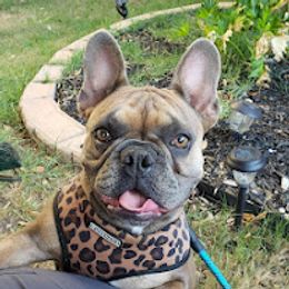 kova - French Bulldog