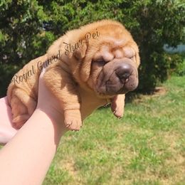 Seal - Fawn male Chinese Shar-Pei puppy in Columbus, Indiana from Royal Guard Shar Pei