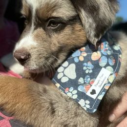 Australian Shepherd, Miniature American Shepherd, Miniature Australian Shepherd, and Toy Australian Shepherd Puppies from TK Standard, Mini, & Toy Aussies
