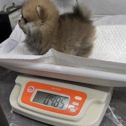 Pomeranian Puppies from Teacup Pomeranians with Teddy bear looks