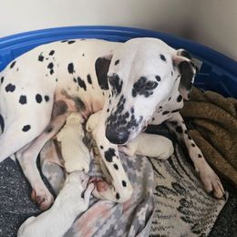 Girl one - White and black female Dalmatian puppy in Nelsonville, Ohio from Woofter Dalmatians