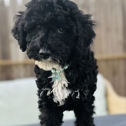 Kona - Black male Poodle puppy in Ohio from Moore Doodles