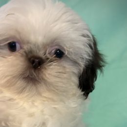 Oscar - Shih Tzu puppy from Bows and Bot Ties