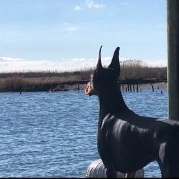 Doberman Pinscher Puppies from Ocean’s Breeze Doberman Pinschers