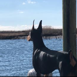 Doberman Pinscher Puppies from Ocean’s Breeze Doberman Pinschers