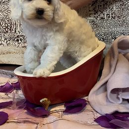 Cockapoo Puppies from Country J Canines