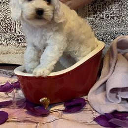 Cockapoo Puppies from Country J Canines