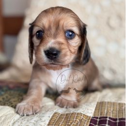 Girl 1 - Cream female Dachshund puppy in Town Creek, Alabama from Dirt Road Dachshunds