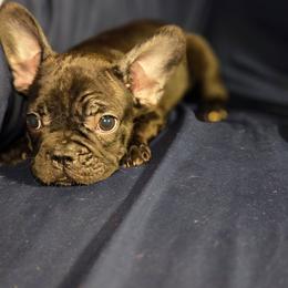 Cindy - Brindle female French Bulldog puppy in Capitol Heights, Maryland from Heritage Bully Co.