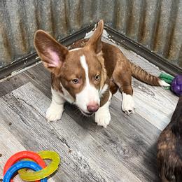 Old Forest - Liver and white male Cardigan Welsh Corgi puppy in Crystal River, Florida from Coopers Korner